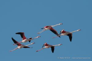 Flamant rose 2007 12 30 MG 1041 1