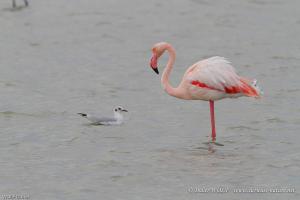 Flamant rose 2010 09 30 IMG 3682 1