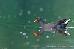 Gallinule poule d'eau 2011 04 27 DSC 4032 1