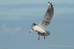 Mouette rieuse 2014 12 24 IMG 0995 1