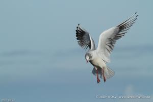 Mouette rieuse 2014 12 24 IMG 0999 1