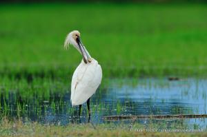 Spatule blanche 2013 06 04 DSC1279 1