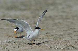 Sterne naine 2013 05 23 DSC7824 1