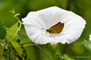 Sylvaine Ochlodes sylvanus 2016 07 21 DSC3682 1