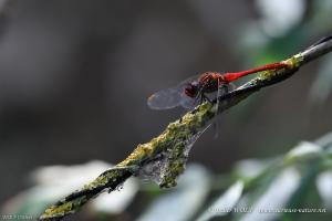 Sympétrum sanguin Sympetrum sanguineum 2016 08 18 DSC6914 1