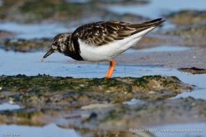 Tournepierre à collier 2017 03 30 DSC8194 1