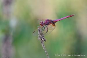 Trithémis pourpré Trithemis annulata 2016 09 12 DSC8483 1