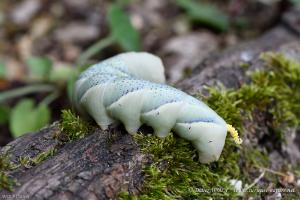 Sphynx tête de mort Acherontia atropos 2016 08 08 DSC5622 1